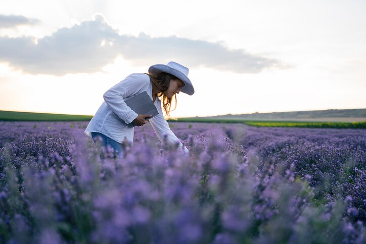woman in lavender field
